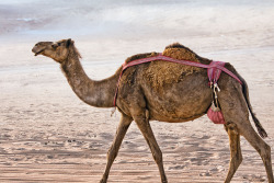 khalidaziz:  Camel Bra!Yup, some lady camels wear’em too.Some