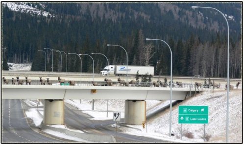 Wildlife gets its own highway overpass in Canada!  :)