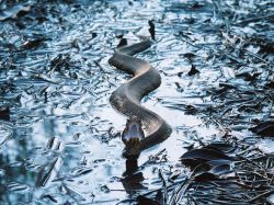 Cottonmouth … a pit viper found in the U.S.