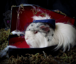 guineapiggies:  Fright Night (by kibblesthepig) 