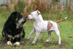 tailsandpaws:  Left: Tibetan Mastiff, Right: American Staffordshire