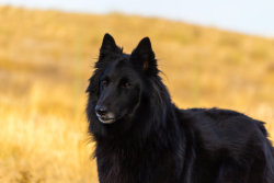 tailsandpaws:  Belgian Shepherd Dog (Groenendael)