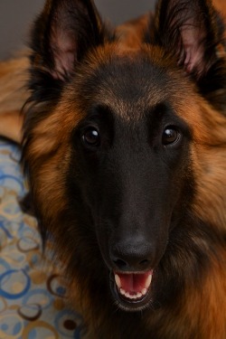 tailsandpaws:  Belgian Tervuren