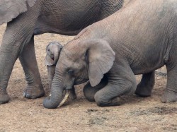  Big sister drops to her knees to show affection to newborn Photo