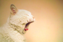 devexity:  yawn by Catalina Pimentel on Flickr. 