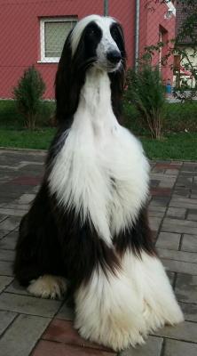 One gorgeous Afghan Hound. I would love to own one. <3
