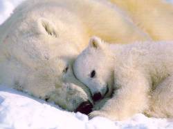Polar bear with her cub … beautiful