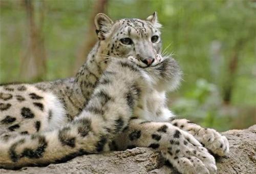 gothiccharmschool:  And now, a break to look at adorable snow leopards.  thetadelta: Snow leopard tail nomming compilation, because tails are just awesome. Photos are from: tanidareal, leopatra-lionfur, denisesoden, rheazblaze, bledsoevball30, and eisenma