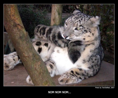 gothiccharmschool:  And now, a break to look at adorable snow leopards.  thetadelta: Snow leopard tail nomming compilation, because tails are just awesome. Photos are from: tanidareal, leopatra-lionfur, denisesoden, rheazblaze, bledsoevball30, and eisenma