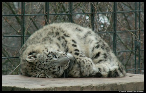 gothiccharmschool:  And now, a break to look at adorable snow leopards.  thetadelta: Snow leopard tail nomming compilation, because tails are just awesome. Photos are from: tanidareal, leopatra-lionfur, denisesoden, rheazblaze, bledsoevball30, and eisenma