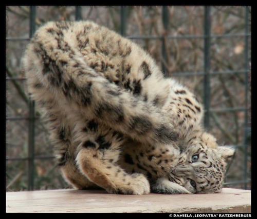 gothiccharmschool:  And now, a break to look at adorable snow leopards.  thetadelta: Snow leopard tail nomming compilation, because tails are just awesome. Photos are from: tanidareal, leopatra-lionfur, denisesoden, rheazblaze, bledsoevball30, and eisenma
