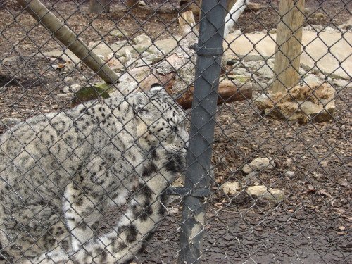 gothiccharmschool:  And now, a break to look at adorable snow leopards.  thetadelta: Snow leopard tail nomming compilation, because tails are just awesome. Photos are from: tanidareal, leopatra-lionfur, denisesoden, rheazblaze, bledsoevball30, and eisenma