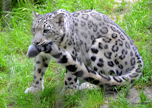 gothiccharmschool:  And now, a break to look at adorable snow leopards.  thetadelta: Snow leopard tail nomming compilation, because tails are just awesome. Photos are from: tanidareal, leopatra-lionfur, denisesoden, rheazblaze, bledsoevball30, and eisenma