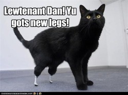 That, my friends, is Oscar the cat who had prosthetic legs created