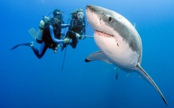  EVERYTHING’S FINE Two divers look at a great white during