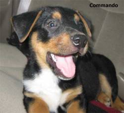 aplacetolovedogs:  This is Commando. He belongs to Stevie and