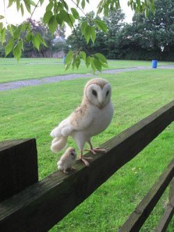 dontbearuiner:  klarastan:  Owl and Owlette - Imgur  I legit