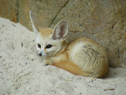 fuckyeahfennecs:  Fennec fox by Marie Hale on Flickr.