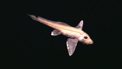 A chimera aka Ratfish, a kind of cartilaginous fish related to