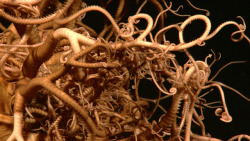 A giant basket star with an intricate network of bifurcating