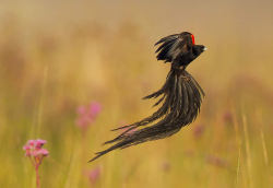 Jackson’s Widowbird, found in Kenya and Tanzania