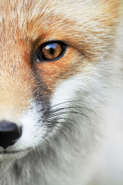 earth-song:  “Wild FOX” by Milan Krasula   