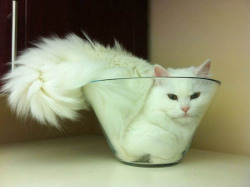 death-by-lulz:  Cats are liquids, as they conform to the shape