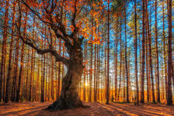 pdpete:  The King Of the Forest [Rhodope Mountains, Bulgaria]