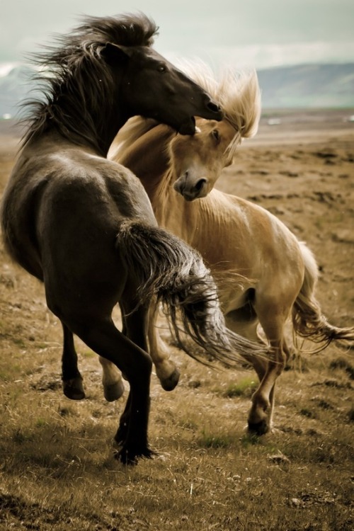 Icelandic stallions