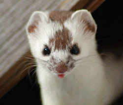 magicalnaturetour:  Beady-eyed, pink-tongued stoat courtesy of