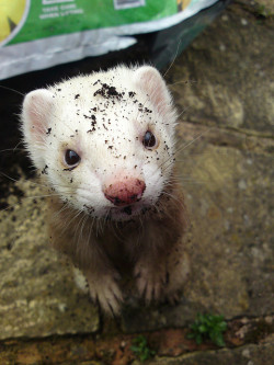 whatareyoudoingferret:  Toff out of the compost! (2) by ant57