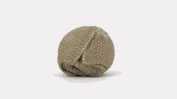 danslefoxbox:  YOU ARE THE CUTEST BALL OF ARMADILLO.     omfgggg