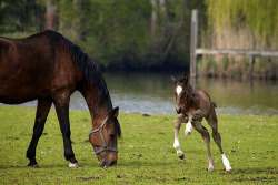 country life