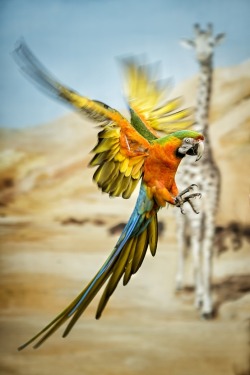 fairy-wren:   hybrid macaw (photo by detlef knapp  