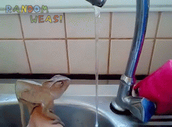 godtricksterloki:  randomweas:  Chama-Chama-Chama-Chameleon ♫♪ washing