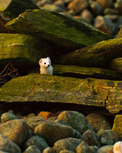 littlepawz:  Come forth into the light of things, let nature