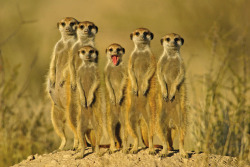 Just a mess o’ Meerkats &hellip; nyah nyah