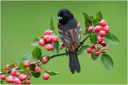 Orchard Oriole