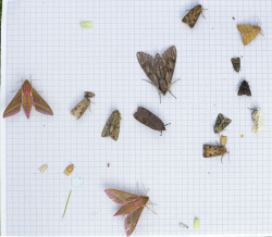 lepidopteric:  Moths at West Wickham Common, June 2012. 