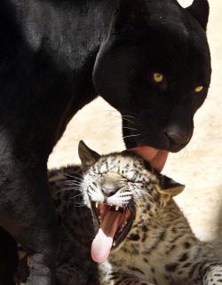 magicalnaturetour:  Lolo, a black jaguar, licks her spotted cub.