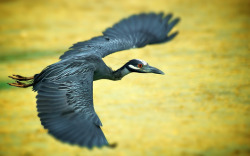 Yellow Crowned Night Heron