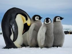 Raising a family can be exhausting! (Emperor Penguins)