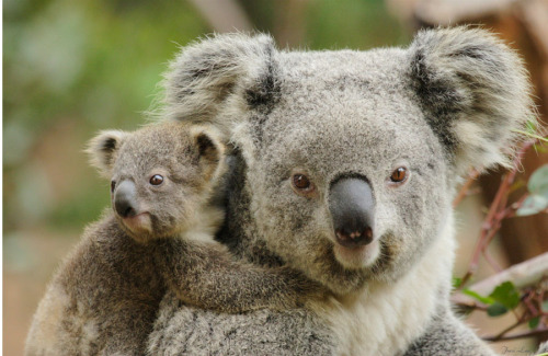 Teddy bears live!! (Koala and her cub)