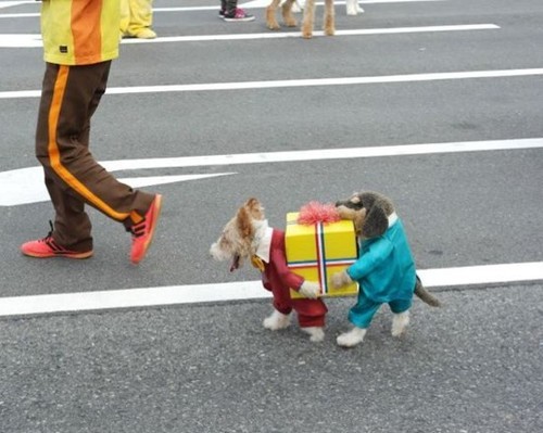 Best. damn. dog. costume. EVER.