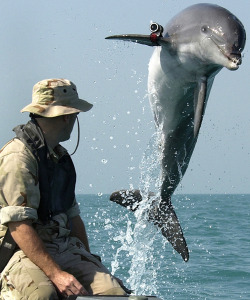Los delfines son demasiado inteligentes para ir a la guerra por