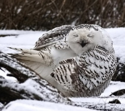 ibrotato:  acediamond:  itshazel-belle:  letmeseeyourjazzhands:  I google searched fat owl.   they are some happy fat owls though   The one in the third picture looks like he needs some coffee  That first one (&gt;.&lt;) 