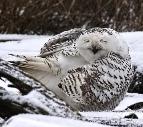 ibrotato:  acediamond:  itshazel-belle:  letmeseeyourjazzhands:  I google searched fat owl.   they are some happy fat owls though   The one in the third picture looks like he needs some coffee  That first one (>.<) 