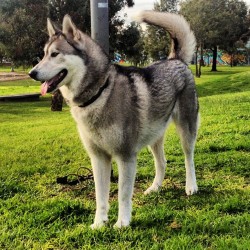 He’s so #pretty ! I love him! #boston #husky #malamute