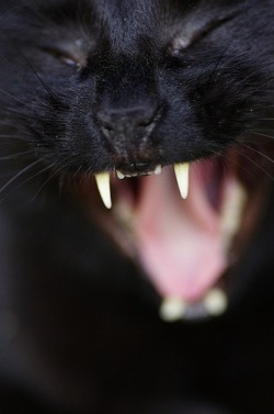 black cat source