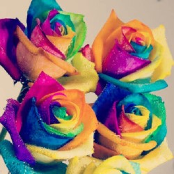 rainbowroundabout:  #rainbow #roses #colourful #purple #yellow